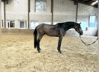 Oldenburger Springpferd, Hengst, 3 Jahre, 170 cm, Schimmel