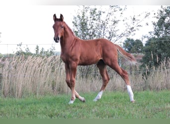 Oldenburger Springpferd, Hengst, 3 Jahre, Fuchs