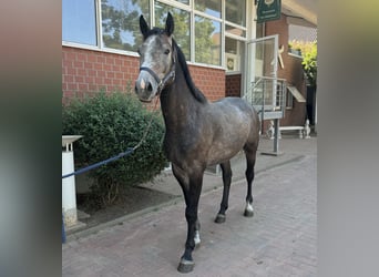 Oldenburger Springpferd, Hengst, 3 Jahre, Schimmel