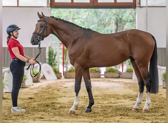 Oldenburger Springpferd, Hengst, 4 Jahre, 165 cm, Brauner