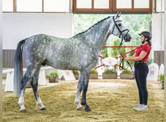 Oldenburger Springpferd, Hengst, 4 Jahre, 167 cm, Schimmel