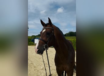 Oldenburger Springpferd, Hengst, 4 Jahre, 168 cm, Brauner