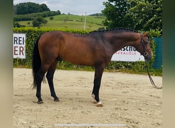 Oldenburger Springpferd, Hengst, 4 Jahre, 168 cm, Brauner