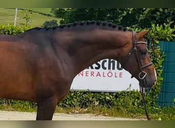 Oldenburger Springpferd, Hengst, 4 Jahre, 168 cm, Brauner