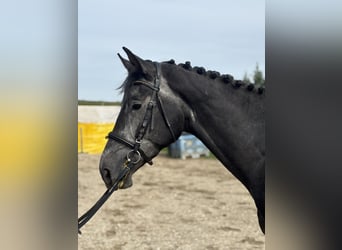 Oldenburger Springpferd, Hengst, 4 Jahre, 168 cm, Kann Schimmel werden