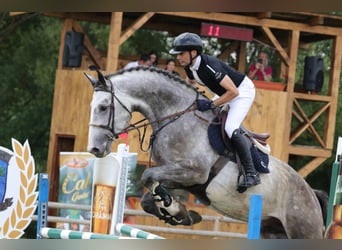 Oldenburger Springpferd, Hengst, 4 Jahre, 180 cm, Schimmel
