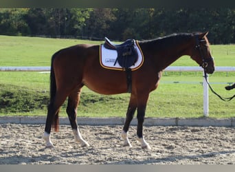 Oldenburger Springpferd, Hengst, 5 Jahre, 163 cm, Brauner