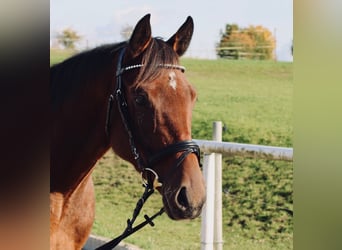 Oldenburger Springpferd, Hengst, 5 Jahre, 163 cm, Brauner