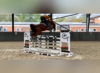 Oldenburger Springpferd, Hengst, 5 Jahre, 167 cm