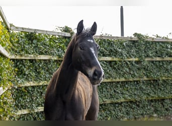 Oldenburger Springpferd, Hengst, 5 Jahre, 171 cm, Dunkelbrauner