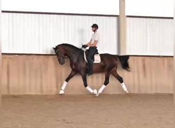 Oldenburger Springpferd, Hengst, 5 Jahre, 175 cm, Dunkelbrauner