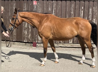 Oldenburger Springpferd, Hengst, 8 Jahre, 165 cm, Brauner