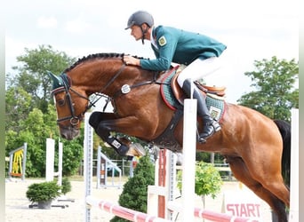 Oldenburger Springpferd, Hengst, 8 Jahre, 165 cm, Brauner