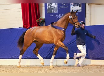 Oldenburger Springpferd, Hengst, 4 Jahre, 180 cm, Brauner