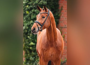Oldenburger Springpferd, Hengst, 4 Jahre, 180 cm, Brauner