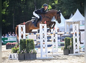 Oldenburger Springpferd, Hengst, 7 Jahre, 169 cm, Dunkelfuchs