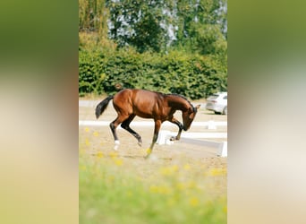Oldenburger Springpferd, Hengst, Fohlen (02/2026), 134 cm, Brauner