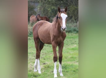 Oldenburger Springpferd, Hengst, Fohlen (05/2025), 168 cm, Brauner