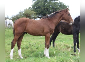Oldenburger Springpferd, Hengst, Fohlen (05/2025), 168 cm, Brauner