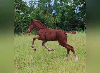 Oldenburger Springpferd, Hengst, Fohlen (05/2024), 168 cm, Fuchs