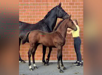 Oldenburger Springpferd, Hengst, Fohlen (06/2025), 169 cm, Brauner