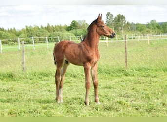 Oldenburger Springpferd, Hengst, , 169 cm, Brauner