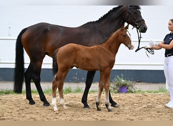 Oldenburger Springpferd, Hengst, Fohlen (05/2026), 170 cm, Brauner