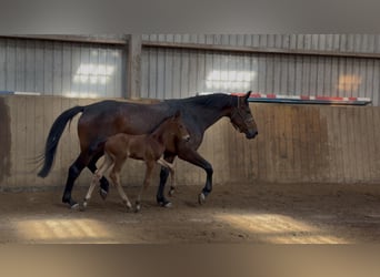 Oldenburger Springpferd, Hengst, Fohlen (05/2026), 170 cm, Brauner