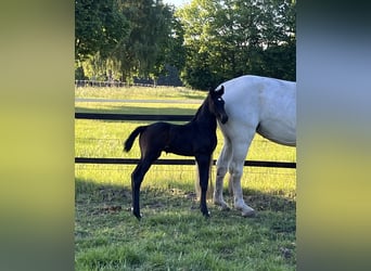 Oldenburger Springpferd, Hengst, , 170 cm, Kann Schimmel werden