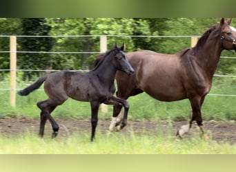Oldenburger Springpferd, Hengst, Fohlen (05/2026), 170 cm, Rappe