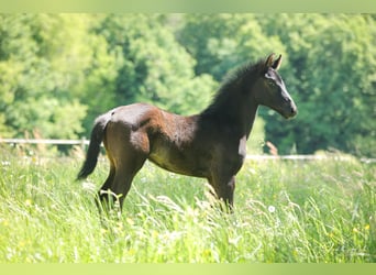 Oldenburger Springpferd, Hengst, Fohlen (05/2026), 170 cm, Rappe