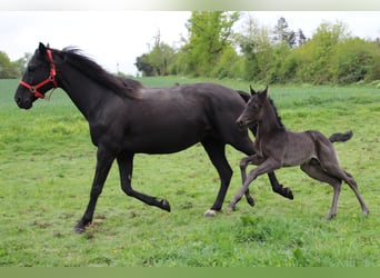 Oldenburger Springpferd, Hengst, , 170 cm, Rappe