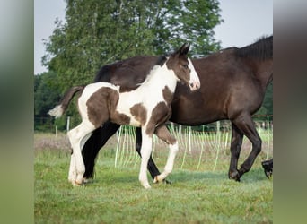 Oldenburger Springpferd, Hengst, Fohlen (05/2024), 170 cm, Schecke