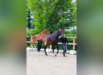 Oldenburger Springpferd, Hengst, , 172 cm, Brauner