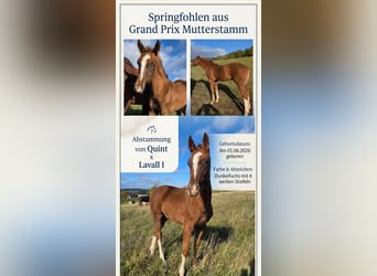 Oldenburger Springpferd, Hengst, Fohlen (06/2026), 172 cm, Dunkelfuchs