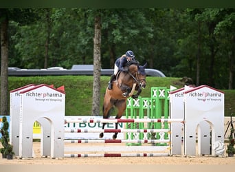 Oldenburger Springpferd, Hengst, Fohlen (05/2026), 173 cm, Kann Schimmel werden