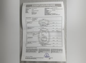 Oldenburger Springpferd, Hengst, Fohlen (05/2025), 175 cm, Kann Schimmel werden