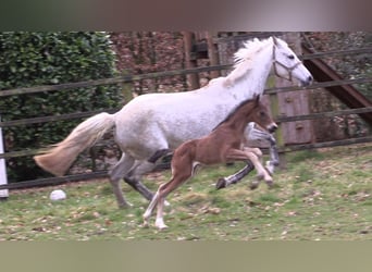 Oldenburger Springpferd, Hengst, Fohlen (03/2025), Brauner