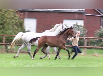 Oldenburger Springpferd, Hengst, Fohlen (03/2025), Brauner