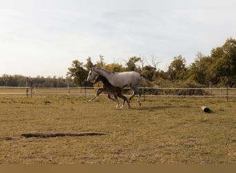 Oldenburger Springpferd, Hengst, Fohlen (04/2026), Brauner