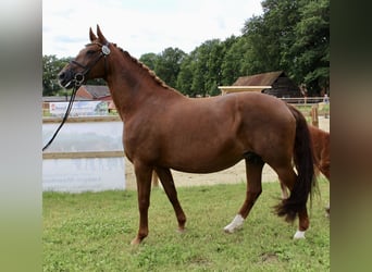 Oldenburger Springpferd, Hengst, Fohlen (06/2025), Brauner