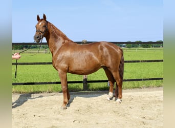 Oldenburger Springpferd, Hengst, Fohlen (06/2025), Brauner