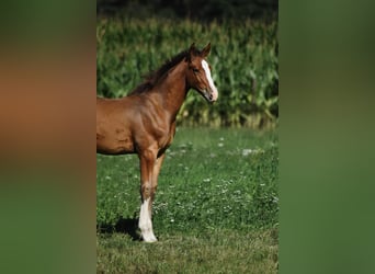 Oldenburger Springpferd, Hengst, Fohlen (04/2025), Brauner