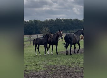 Oldenburger Springpferd, Hengst, Fohlen (04/2026), Brauner