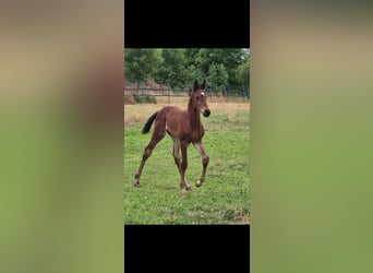 Oldenburger Springpferd, Hengst, Fohlen (06/2026), Brauner
