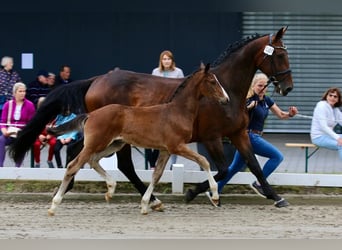 Oldenburger Springpferd, Hengst, , Brauner