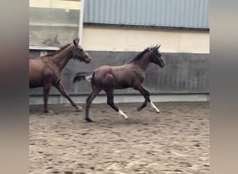 Oldenburger Springpferd, Hengst, Fohlen (06/2023), Dunkelbrauner