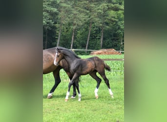 Oldenburger Springpferd, Hengst, , Dunkelbrauner