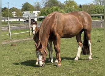 Oldenburger Springpferd, Hengst, Fohlen (04/2026), Fuchs