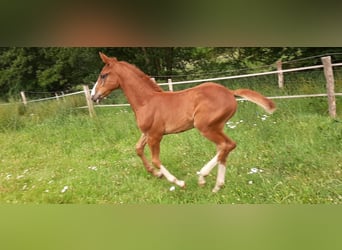 Oldenburger Springpferd, Hengst, , Fuchs